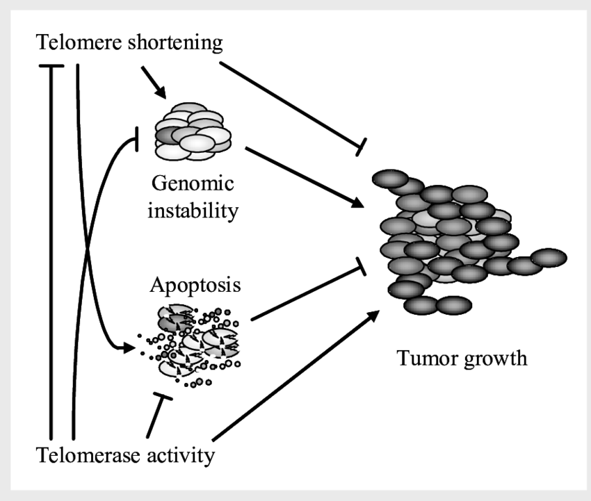 端粒和肝硬化、肝细胞癌和胆管癌之间的真正联系