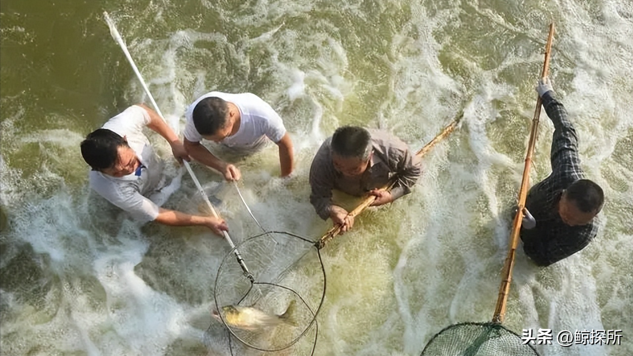 被禁止的电鱼，电死一条鱼轻则罚款重则坐牢
