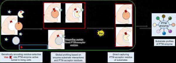 科技资讯｜新方法可全局性解析“修饰调控酶—底物”互作 等