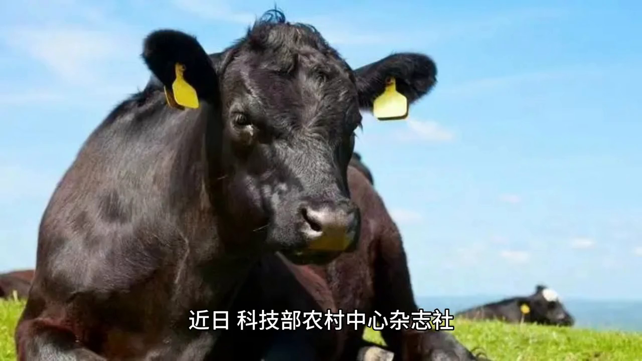 科技部农村中心杂志社：胜伟的模式不只是养牛这么简单