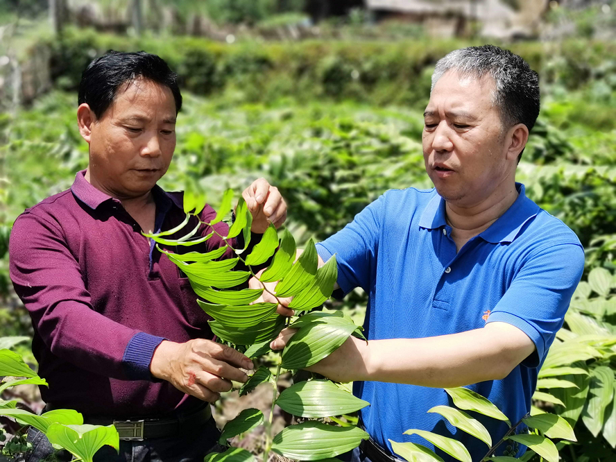 科技特派员来了 | 斯金平：一亩山能赚万元钱？只因有了这株“小仙草”