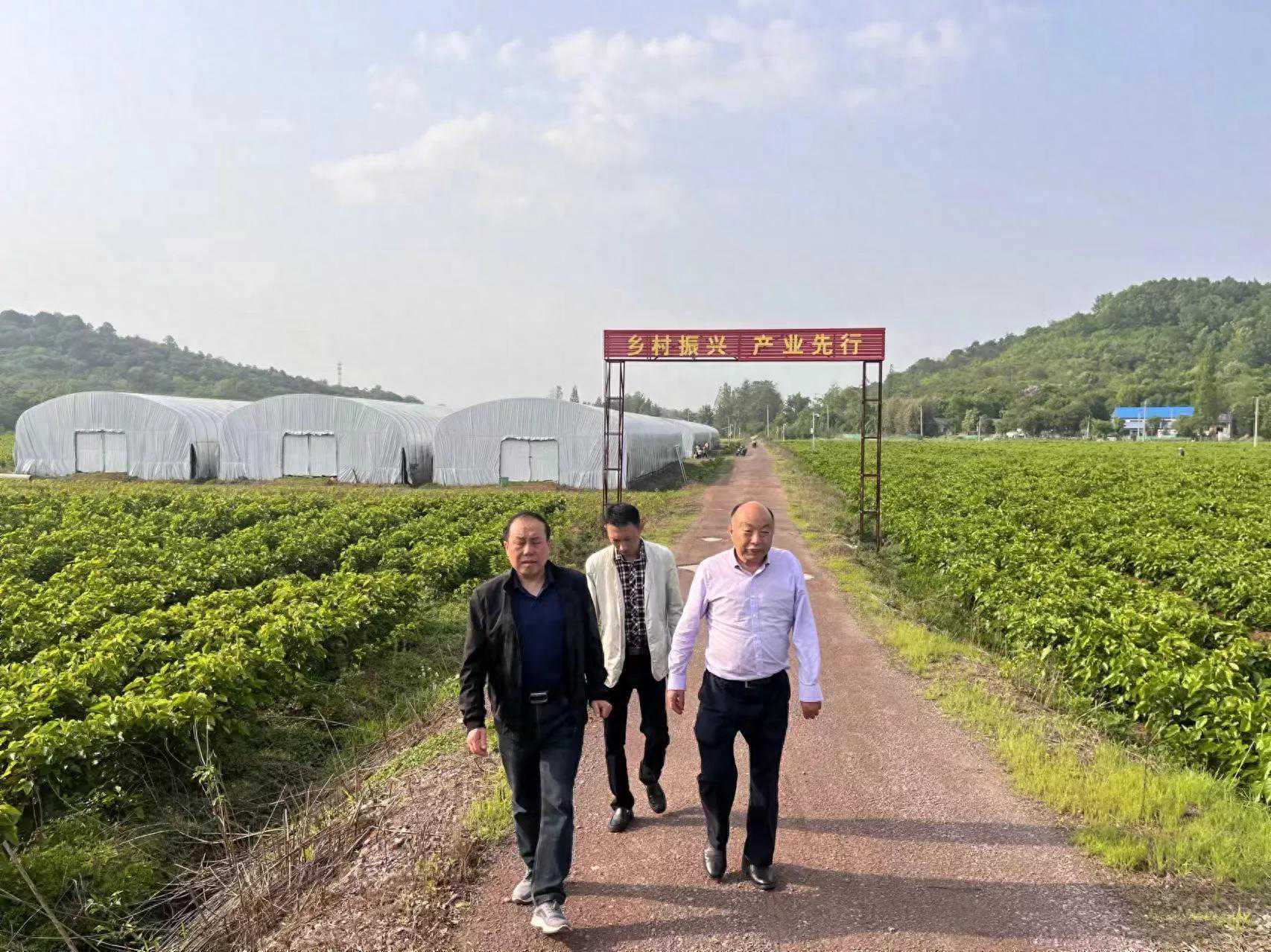 科技特派员丁伦保与肥西县铭传乡聚星社区两委谋划桑枝栽培食用菌