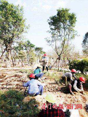 明春来赏樱花道！海沧两座在建公园科技感满满，大埕公园预计上半年建成