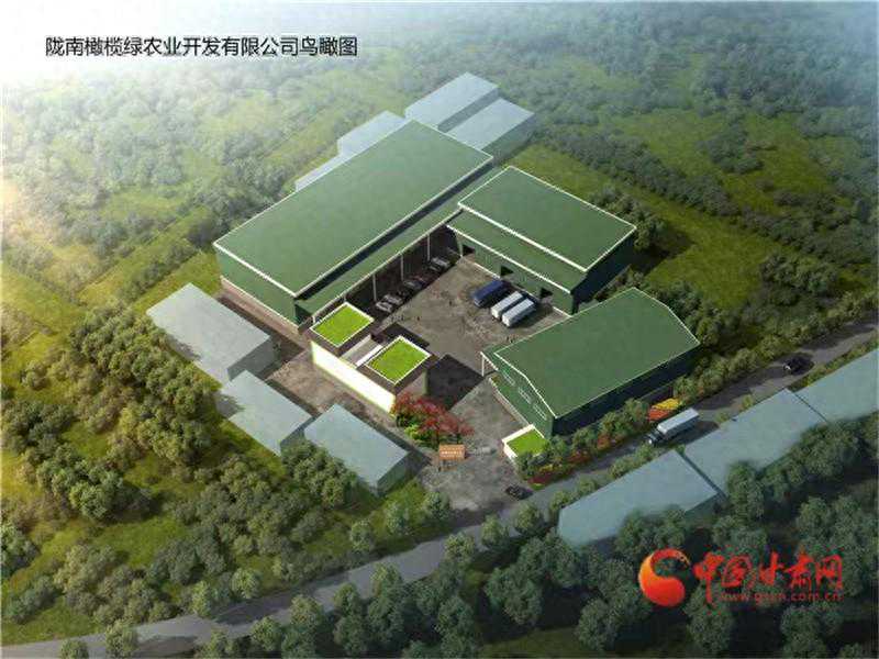 【江河奔流·青陇协作谱新篇】陇南武都马安园区：科技赋能 助力橄榄产业绿色发展